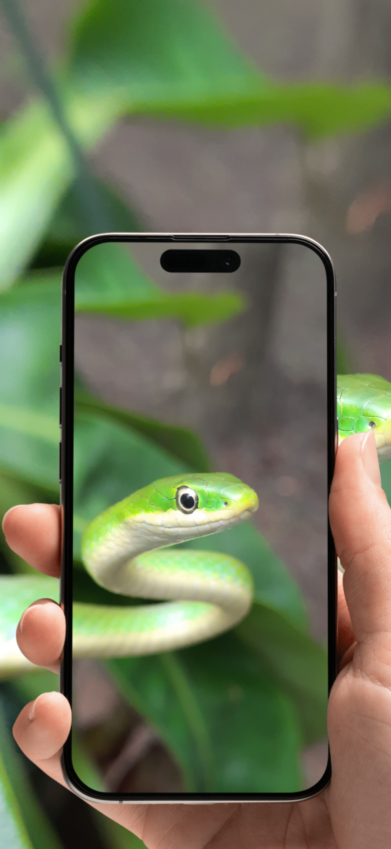 Taking a safe photo of a snake